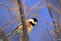 今日のキョロちゃん