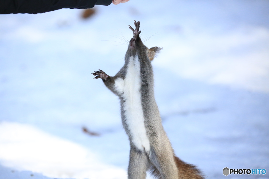 ちょうだい！