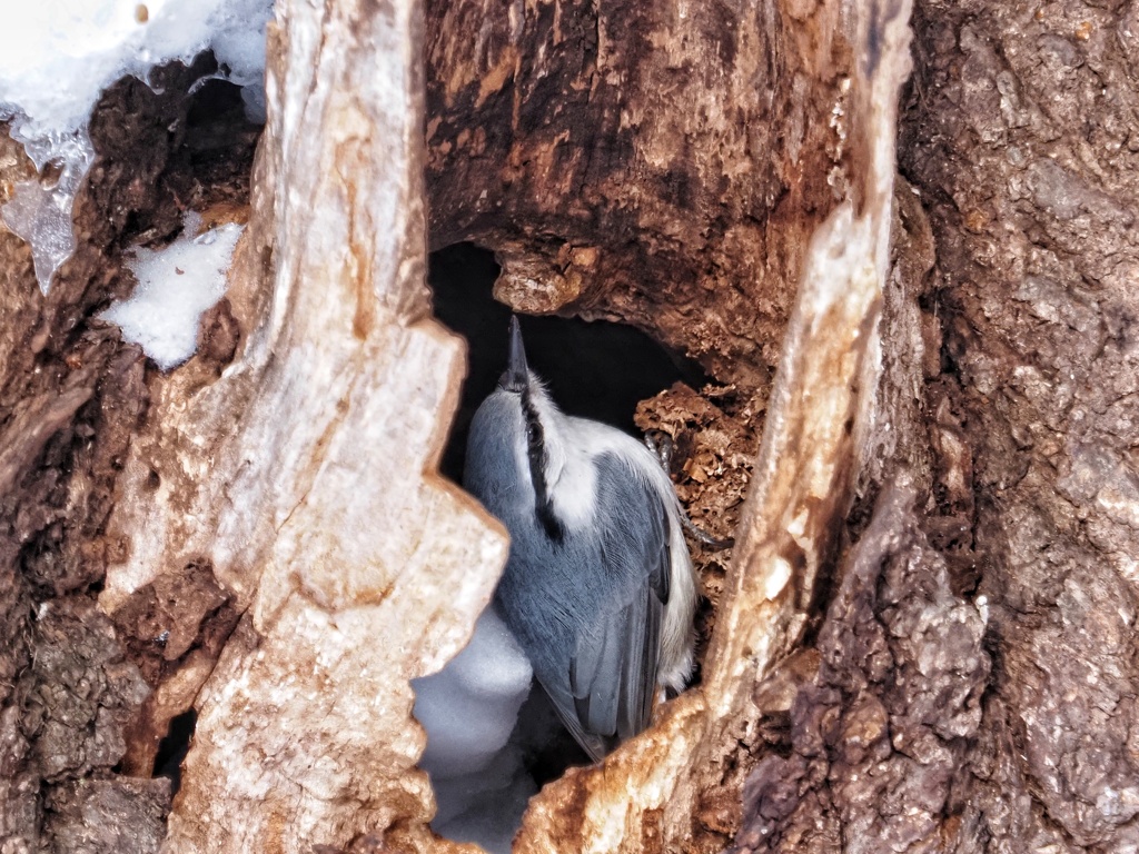 ゴジュカラくん