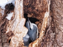 ゴジュカラくん