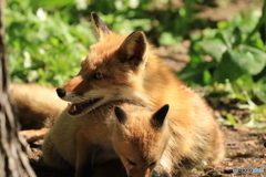 明日も撮りに行こう！要るかな～