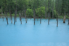 久しぶりの青池