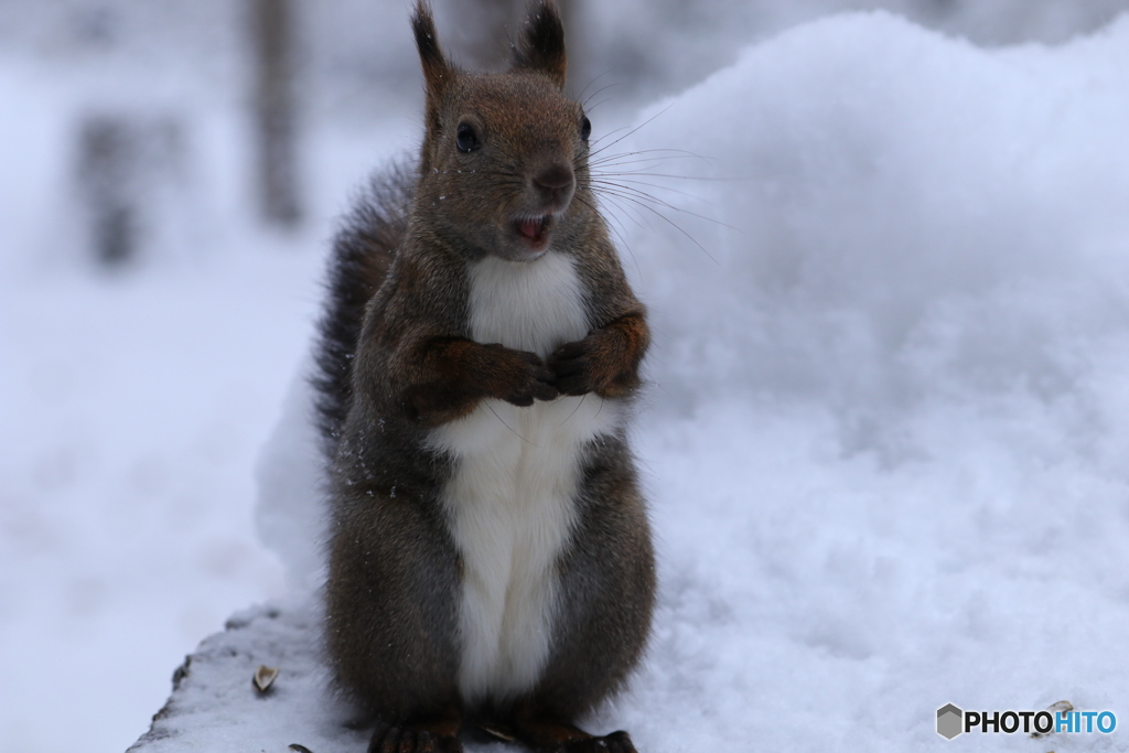 ウぉ～ たまに吠えたくなる❗