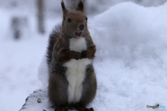 ウぉ～ たまに吠えたくなる❗