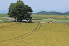 もう色変わったかな？夕方行って見ようかな？