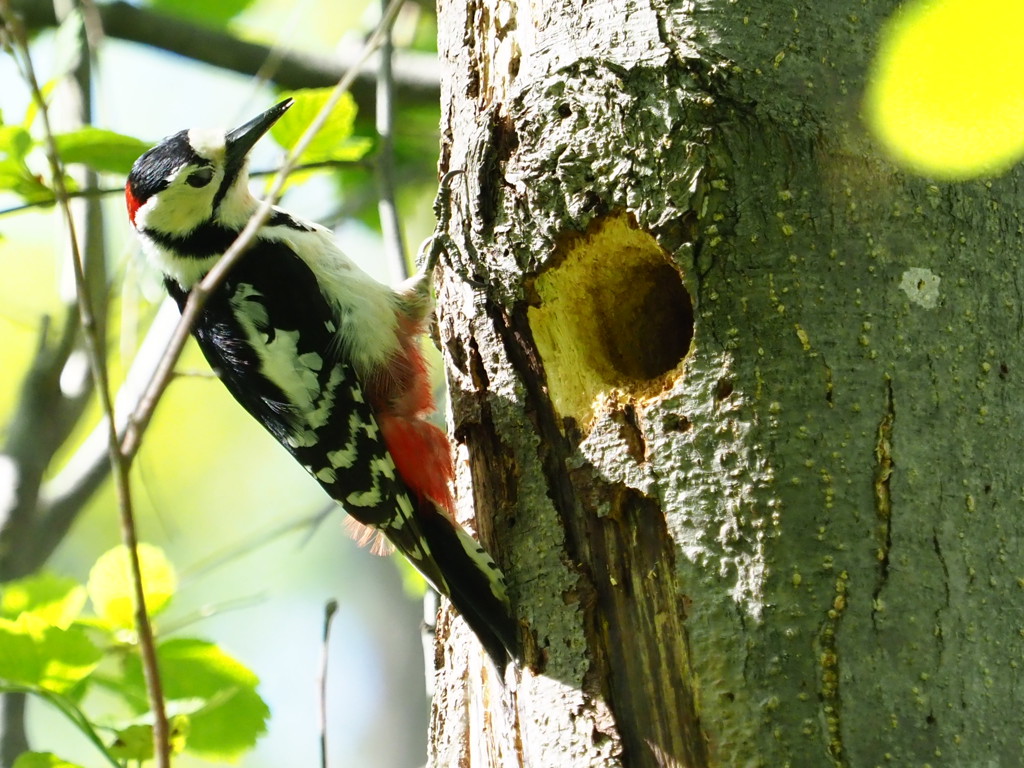 どうだい俺の穴！