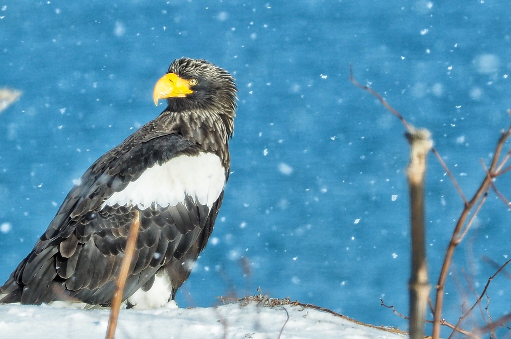 流氷は 来たけど…