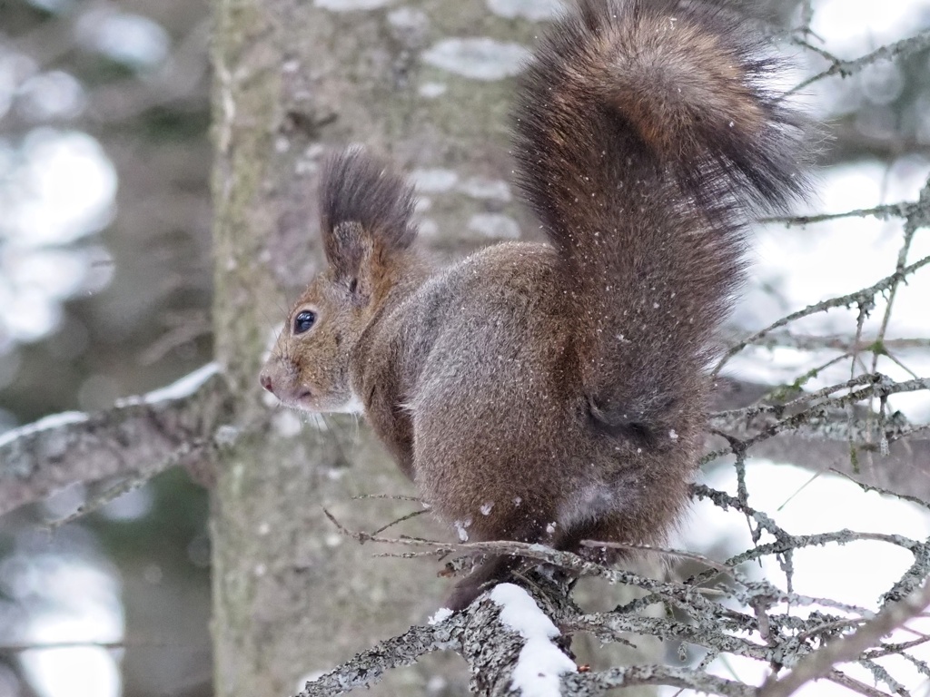 あたいのおちり