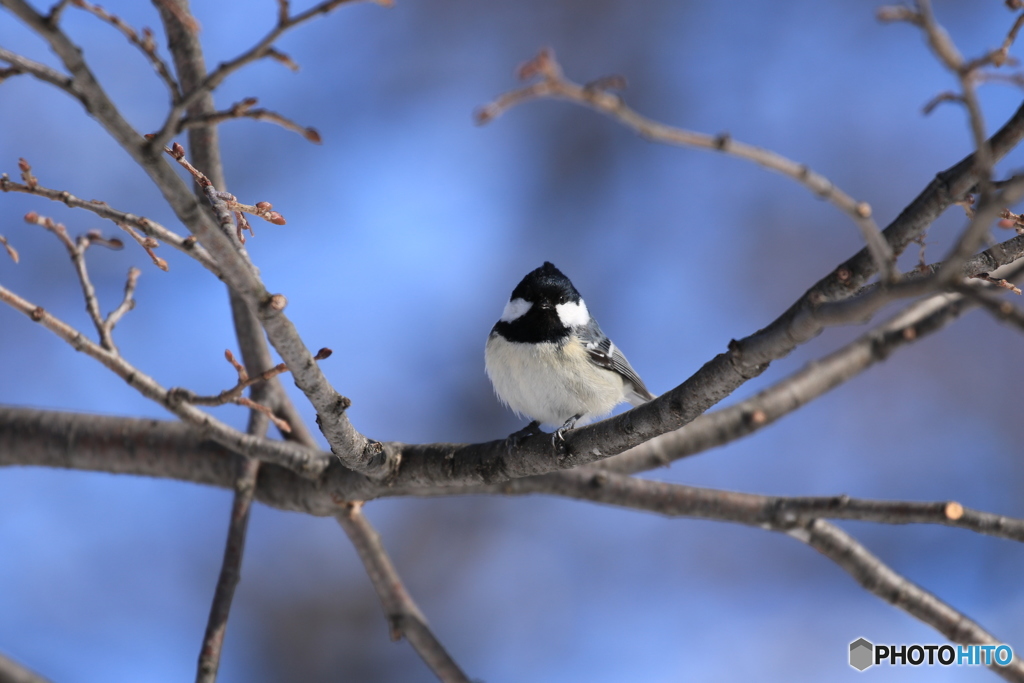 小さいトサカノ様なものが