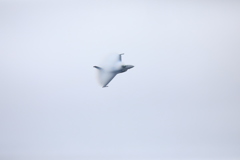 早くて追えない！(笑)