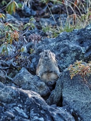 ニョキンナッキー