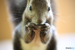 この子は イケメンでした。