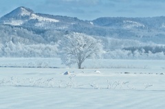 今年最後の樹氷