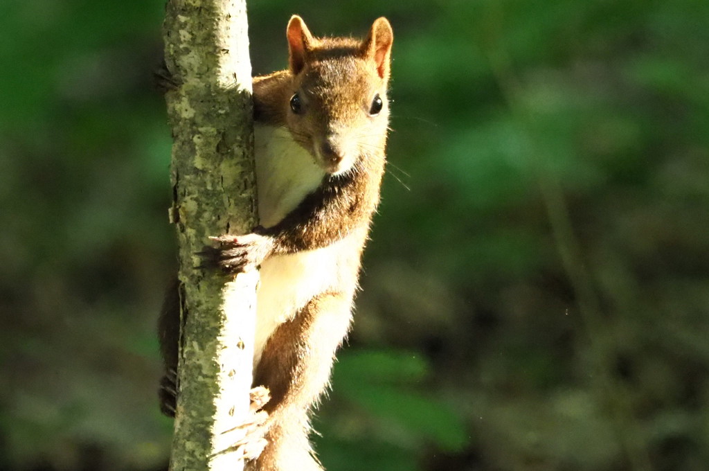 相変わらずの奴らです。