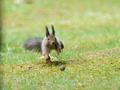 くるみを追いかけて