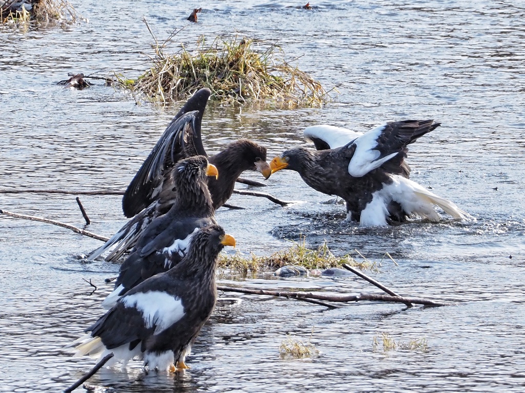 野生の世界奪ったもん勝ち