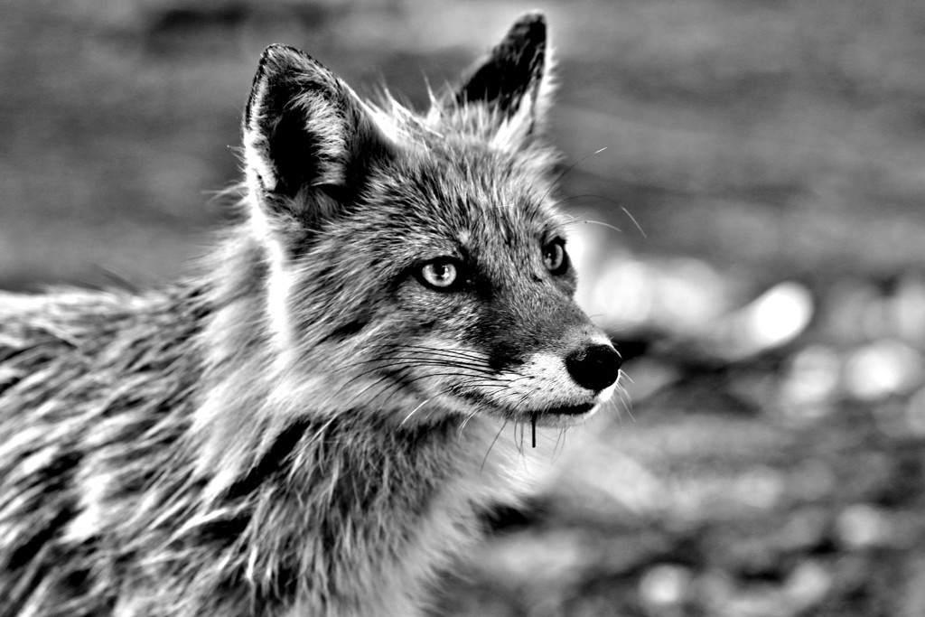 生きて行く強さ