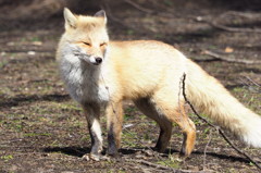 春の陽気で眠そう 