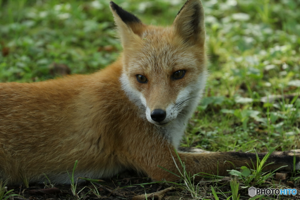 獲物狙ってました。邪魔してゴメンね！