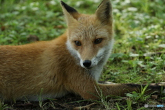 獲物狙ってました。邪魔してゴメンね！