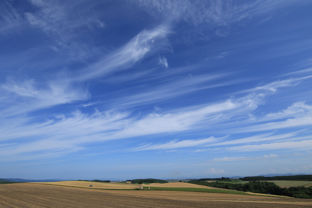 お決まり美瑛の丘！