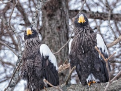 オオワシカップル