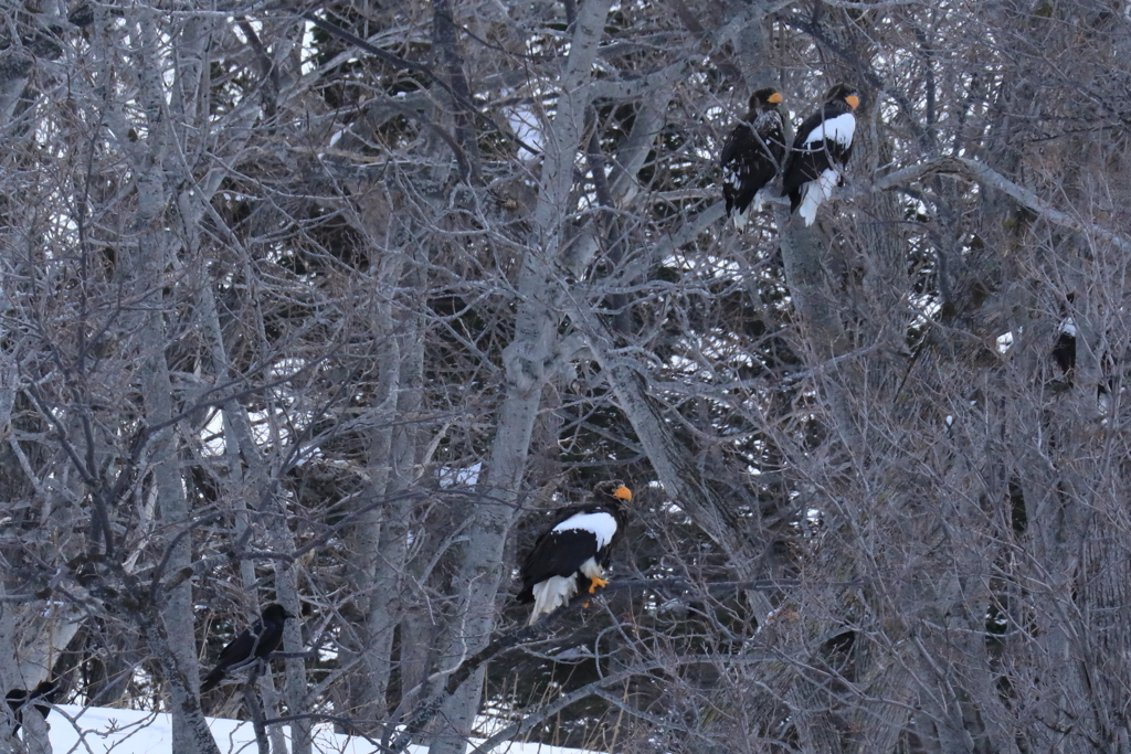 羽広げたら2メーター以上あるな！