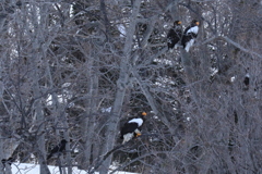 羽広げたら2メーター以上あるな！