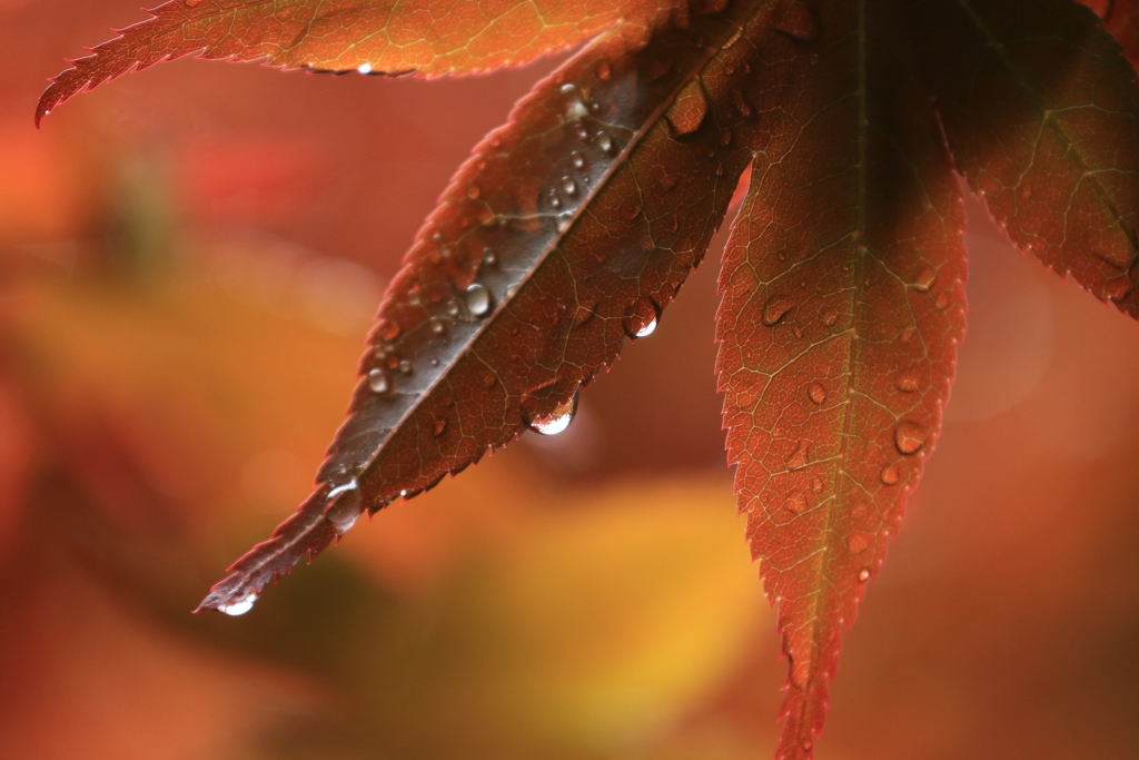 しっとりした朝