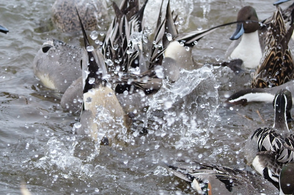てんやわんや状態！