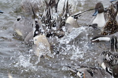 てんやわんや状態！