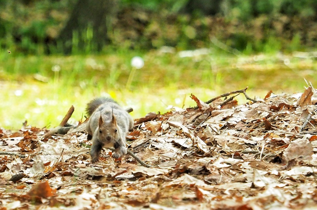 子リスくんのお母さん