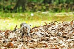 子リスくんのお母さん