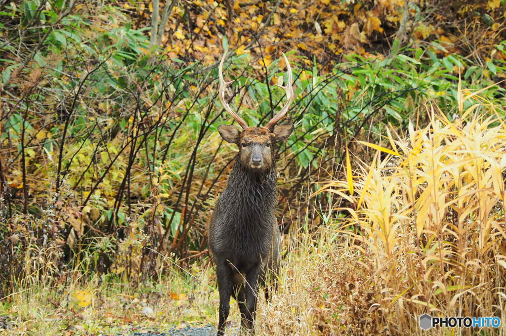 黒板五郎似のあなた。