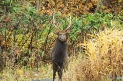 黒板五郎似のあなた。