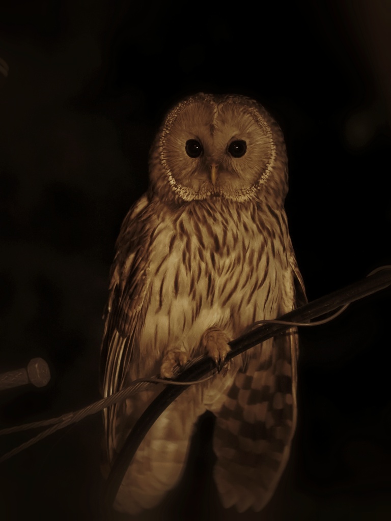 深夜のお写んぽ中に遭遇