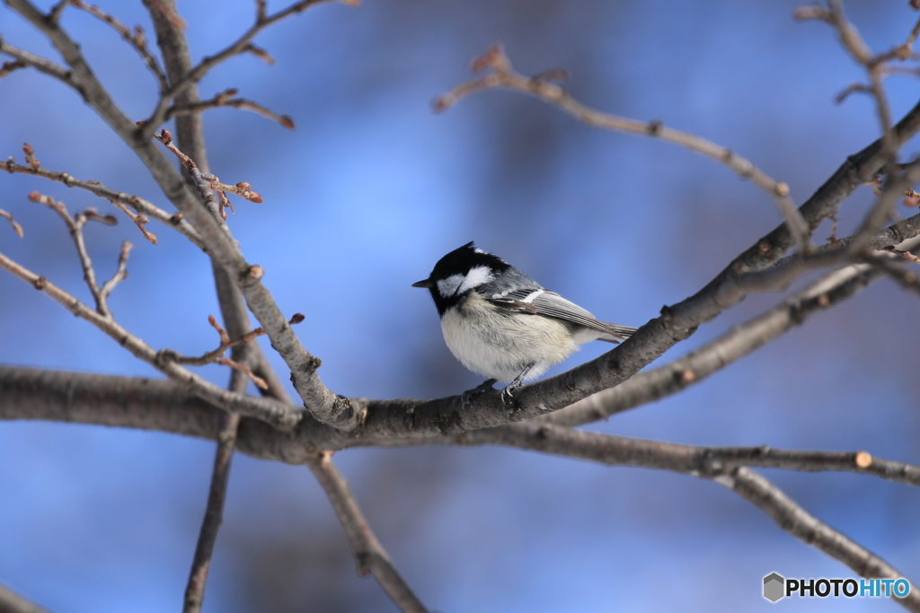 おじさんの話しだと珍しい鳥とか！