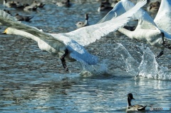 ホワイトインパルス