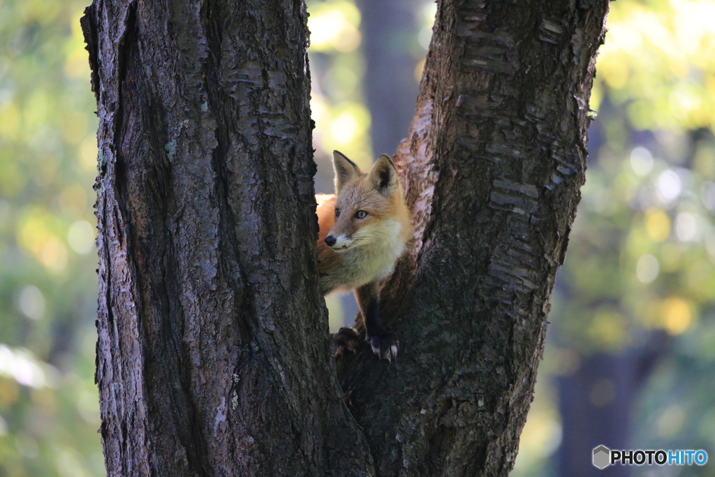 またやられた！