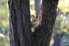 またやられた！