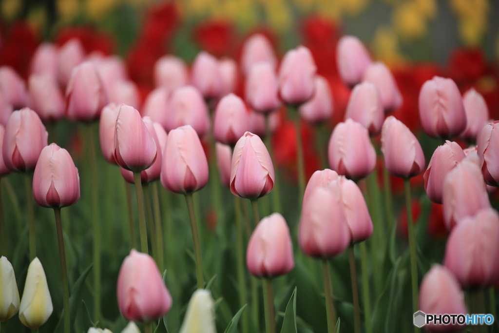 シンプルだけに美しい