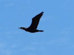 北見枝幸にて こいつは 何鳥？