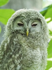 エゾフクロウ雛