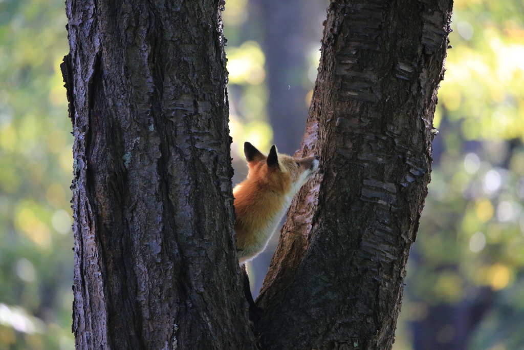 あいつすぐ木に登りやがる！