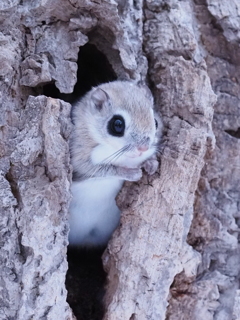 モモちん 行って来ました。