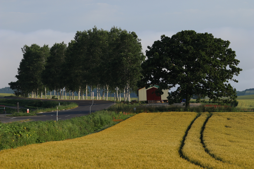 セブン&白樺並木