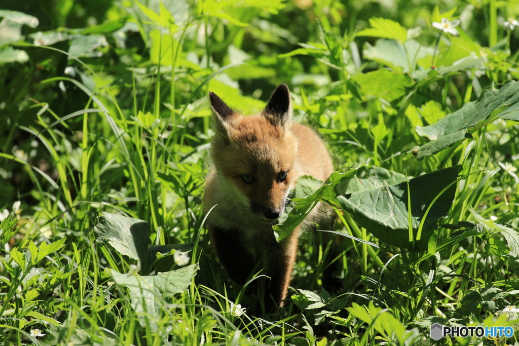 子キツネ