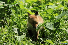 子キツネ