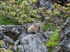 おっさんナッキーに会えました。