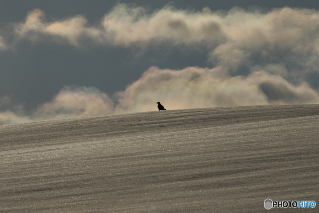 美瑛ならカラスも絵になりますね。(笑)